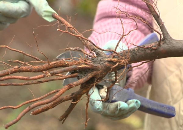  Les semis de la plantation d'automne à venir dans le développement des arbres plantés au printemps pendant 20 jours