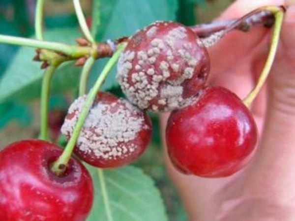  Les fruits de la cerise Jeunes sont affectés par monilioz