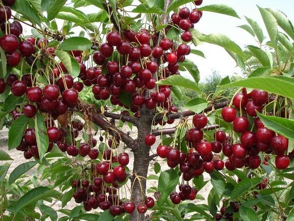  Récolte abondante de cerises