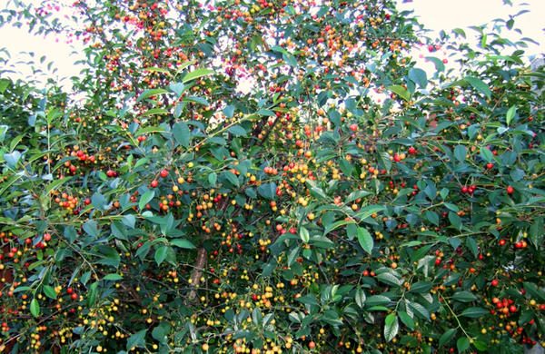  Verger de cerisiers, fruits immatures de la cerise Jeunesse