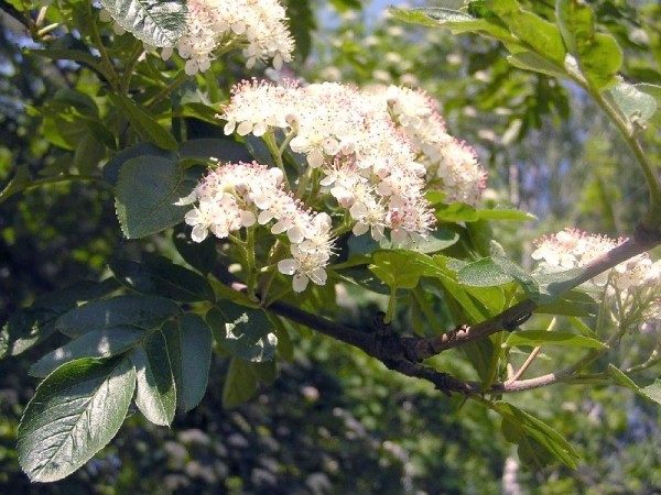  Blüten der Granatapfel-Eberesche sammelten sich in Blütenständen