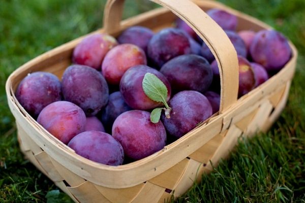  Prune dans le panier