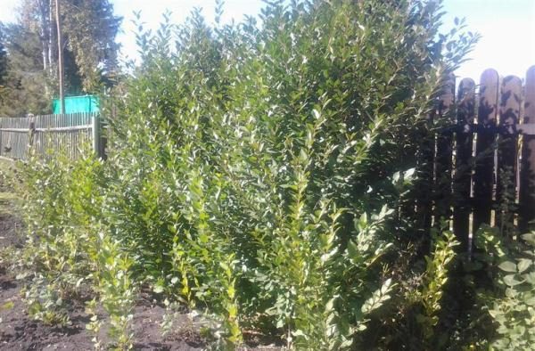  Reproduction de cerises avec des pousses de racines