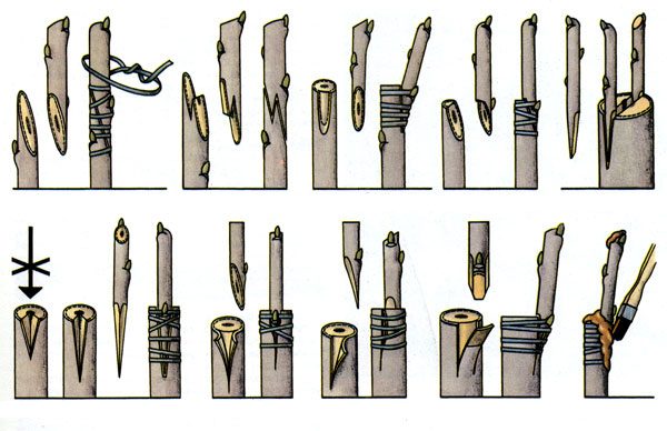  Schéma - méthodes de greffage des cerises