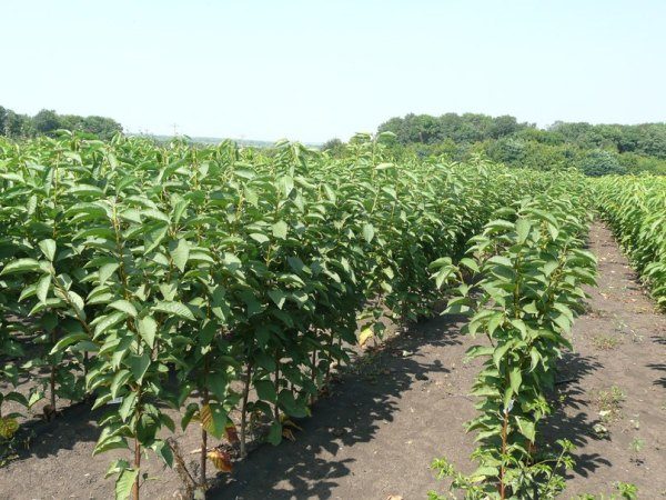  Jeunes plants de cerises douces Valery Chkalov dans la pépinière