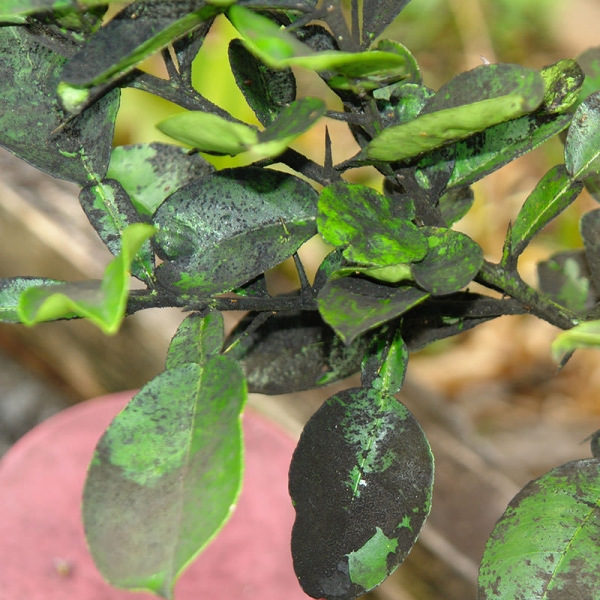  Prunes sujettes à des maladies telles que la pourriture grise et la nouaison des fruits, les champignons noirs, la moniliasis, les maux de gomme et le lustre laiteux