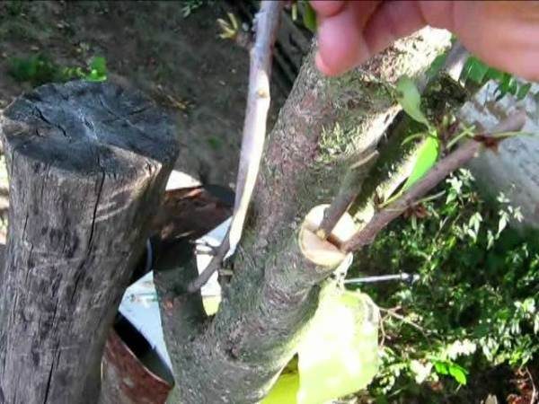  Greffer des cerises sur des prunes coupées