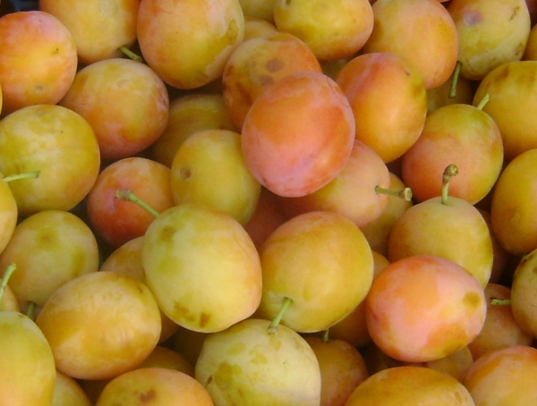  Variétés de prunes Early Loschinsky, aptes à la croissance même dans des climats très froids, non autofertiles