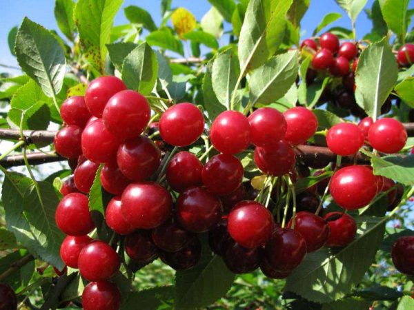  Variétés de récolte de cerises Lyubskaya