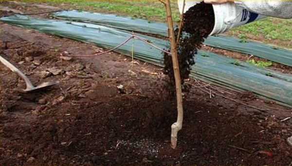  L'arbre devrait être fertilisé avec de l'humus chaque année.