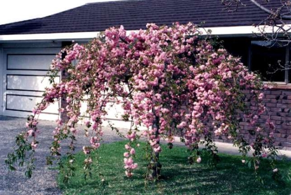  Sakura Kiku Shidare convient parfaitement aux zones de steppe et de forêt-steppe où les conditions climatiques continentales sont modérées.