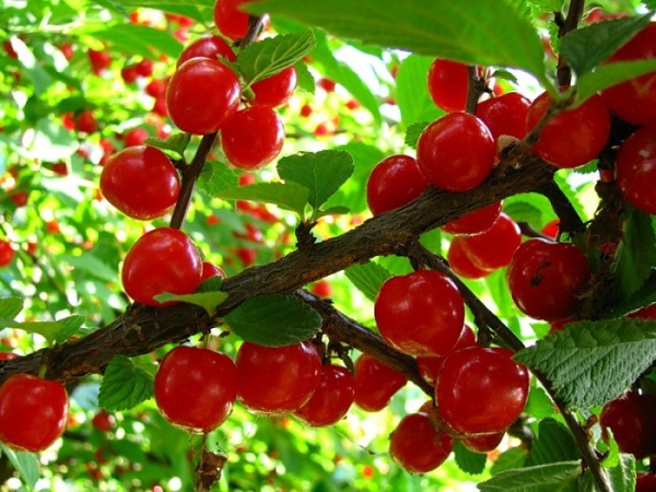  Options d'élevage de cerises