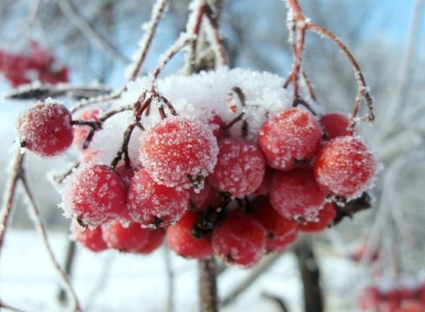  Verlassene Vogelbeeren für den Winter gelassen