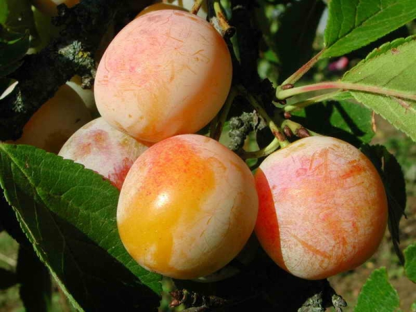  Plum Yakhontovaya tolère parfaitement le gel et la sécheresse, résistant aux maladies fongiques et virales