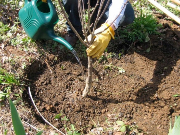  Les étapes et les avantages de la plantation de cerisier à l’automne, le choix des semis et des lieux