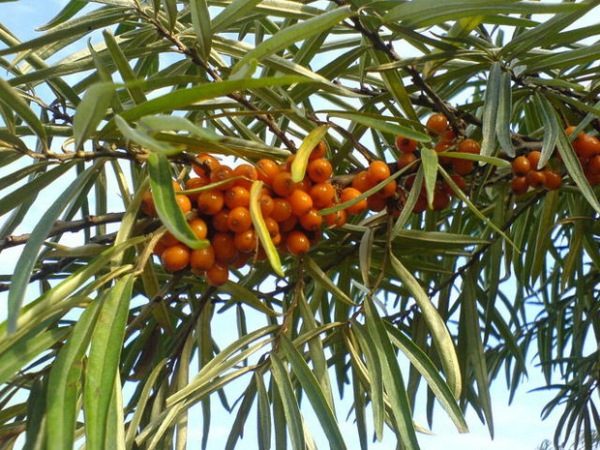  Cultivar à l'argousier botanique