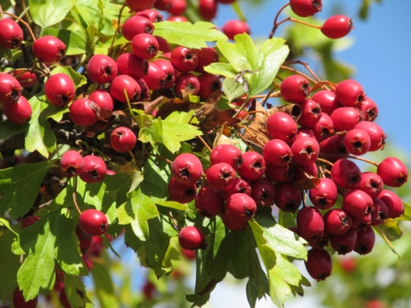  Hawthorn λαμβάνεται 30 λεπτά πριν από το γεύμα, τα φάρμακα Hawthorn αντενδείκνυνται για παιδιά κάτω των 12 ετών και για έγκυες γυναίκες.