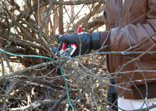  La taille formative est effectuée au printemps au cours des 6 premières années après la plantation des cerises