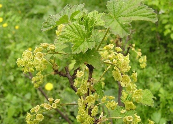  Pendant la période de floraison, les feuilles de cassis contiennent de grandes quantités de vitamine C