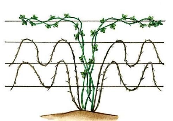  Schéma de formation de Blackberry bush par Waves