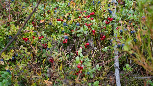  Wilde Beeren