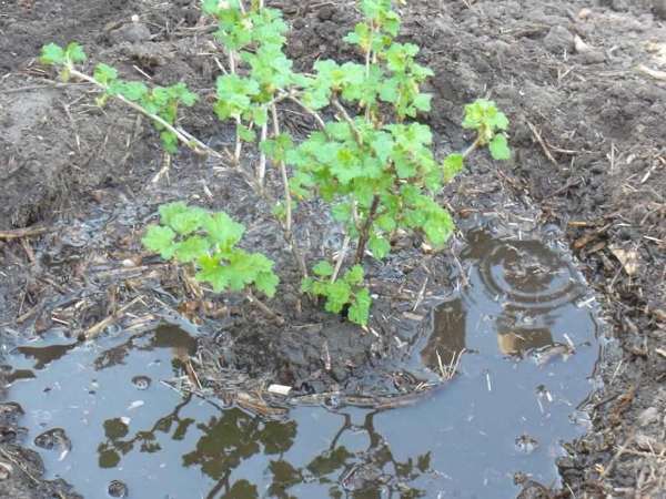  Planter une groseille à l'automne