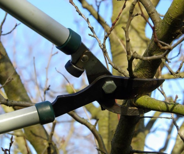  La taille de printemps d’un vieux cerisier sera l’occasion d’améliorer le rendement