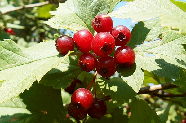  Blood red aubépine: description de la plante, application à des fins médicinales