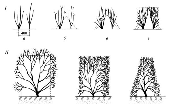  La formation d'une haie