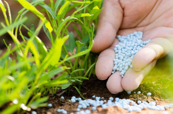  Variétés de groseilles Selechenskaya a besoin d'être fertilisé avec de l'urée et de la cendre, d'arroser et d'assouplir le sol