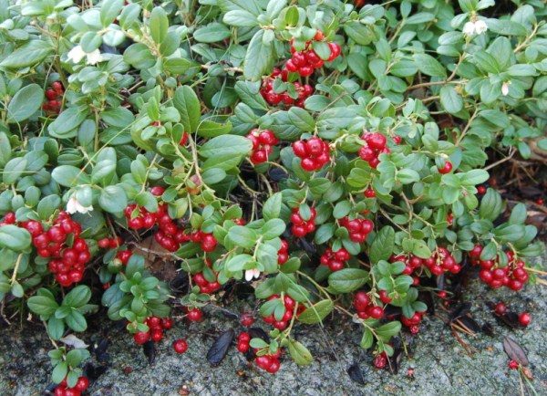  Lingonberry-Busch mit Beeren