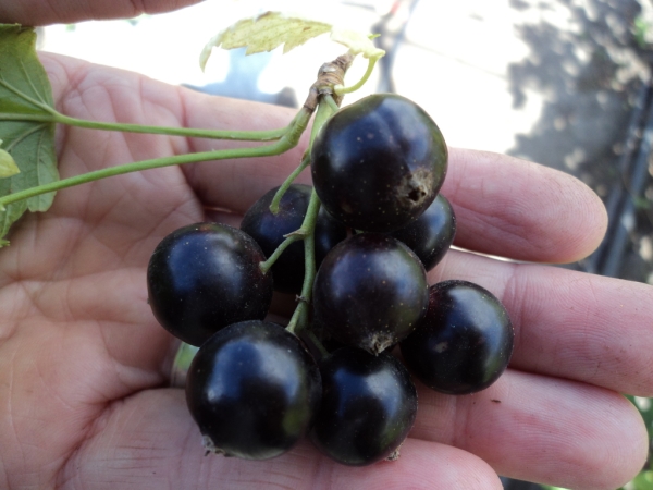  Le cassis contient beaucoup de vitamines et de minéraux, utiles non seulement pour ses fruits, mais aussi pour ses feuilles.