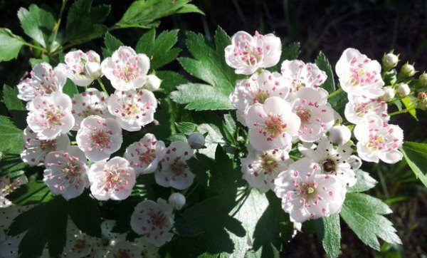  Les fleurs d’aubépine sont utiles dans le traitement des maladies cardiaques.