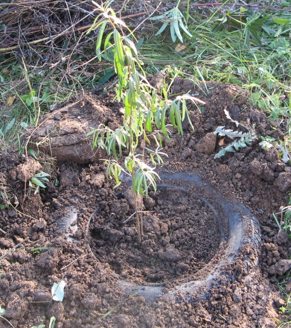  Il existe des différences significatives et des règles entre les plantations de printemps et d’automne pour l’argousier