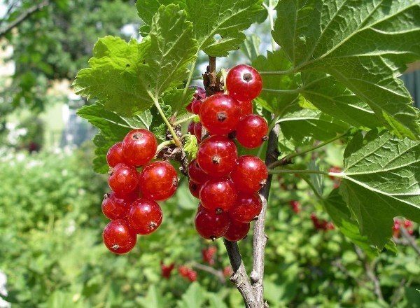  Variété de groseille bien-aimée