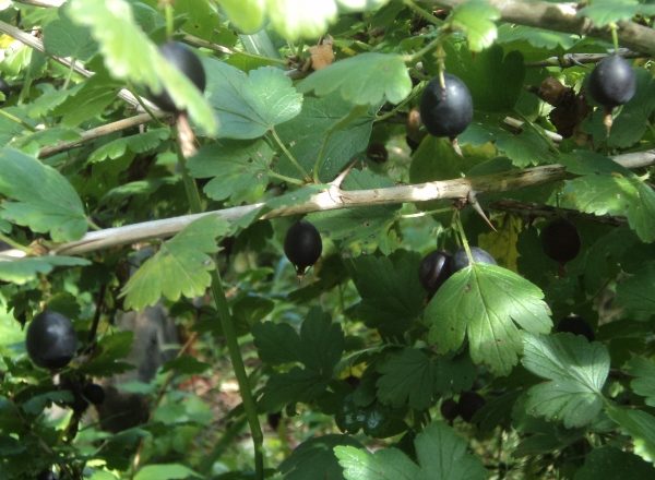  Défenseur de variétés aux groseilles