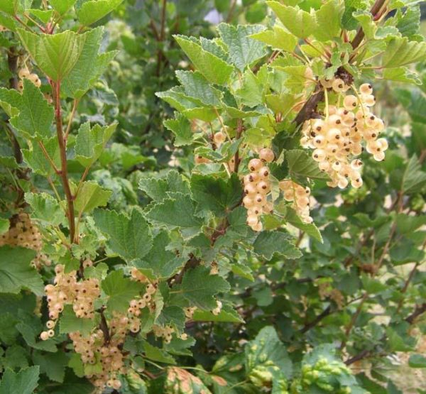  Buissons avec des grappes de baies de cassis