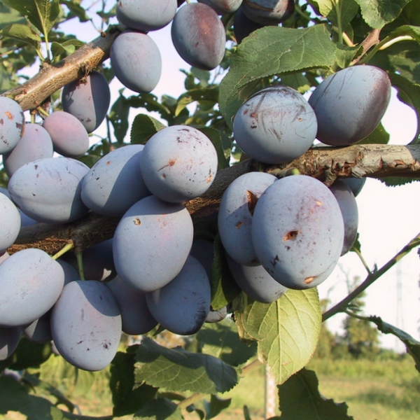  Prune Renklod Karbysheva