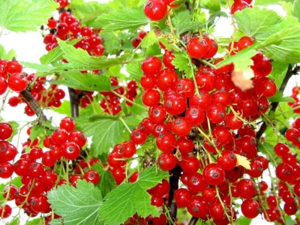  Croix rouge de qualité groseille