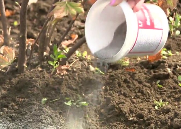  Avant de creuser dans le sol, il est nécessaire d'ajouter de la cendre de bois, qui contient du phosphore et du potassium.