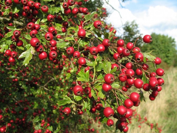  Hawthorn