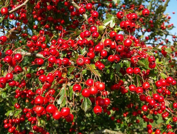  Fruit d'aubépine