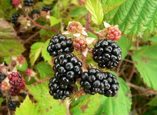  Règles pour la plantation et l'entretien des mûres de jardin