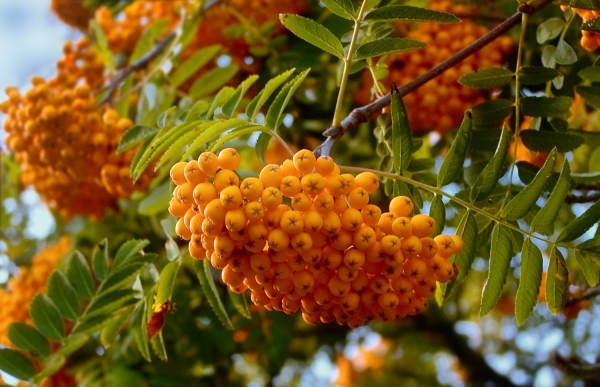  Die Rowan Yellow-Sorte eignet sich gut für die Zubereitung von Kwas, Marmelade, als Füllung für Kuchen