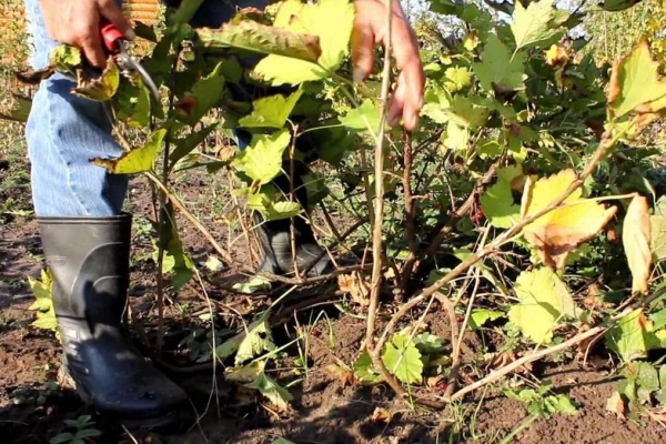  Avant l'hiver, les raisins de Corinthe doivent être coupés à l'aide d'un sécateur, d'une tondeuse et d'une scie.