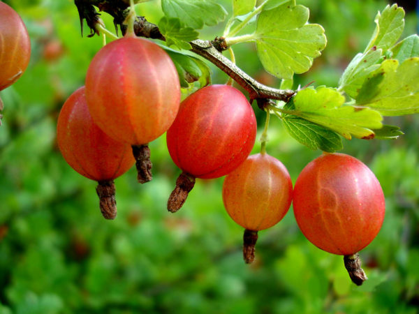  Fruit de groseille