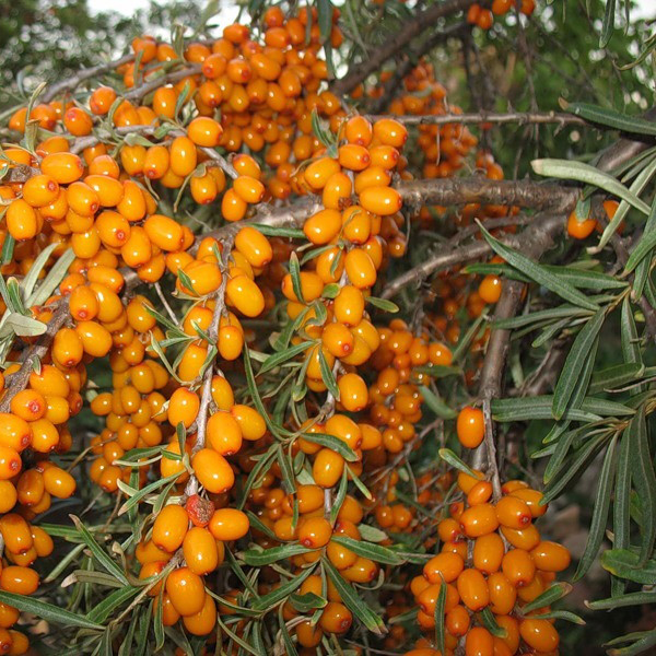  Variété d'argousier Altai