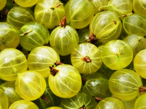  Gooseberry utilisé dans la lutte contre les taches de rousseur et la pigmentation, aide à se débarrasser des cernes sous les yeux