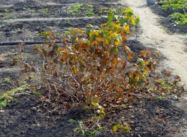  Est-il nécessaire et comment préparer les groseilles pour l'hiver?