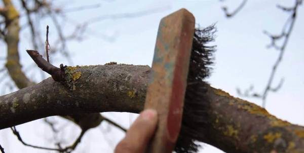  Nettoyer la mousse et le lichen des cerises